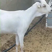 بز صومال و گیسه دورگ