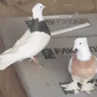 طوقی جفت مهر از پدرمادر سرور