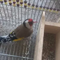 ۳۰ عدد سهره|پرنده|اقلید, |دیوار