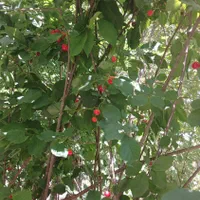 فروش گیلاس،البالو،زردالو و صدها نوع درخت دیگر|خدمات باغبانی و درختکاری|رباط‌کریم, حصار مهتر|دیوار