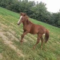 کره نریون دم گیر|اسب و تجهیزات اسبسواری|پیشوا, |دیوار