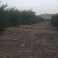 باغ لیمو تلخاب‌شیرین ۲هزار متری سنددار
