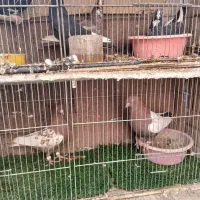 چند جفت کبوتر خوشگل سینه سیاه وسینه قهوای|پرنده|کرمان, |دیوار