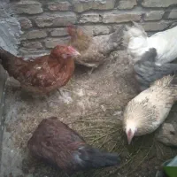 خروس و مرغ بومی