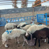 بره قوچ
