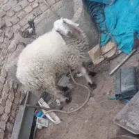 بره ماده چاق گوشتی