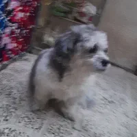 واگذاری سگ شیتزو تربیت شده|سگ|محمدشهر, محمدشهر|دیوار