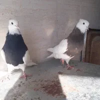 کبوتر طوقی بدون عیب|پرنده|شیراز, زرهی|دیوار