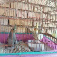 سه تا عروس هلندی