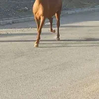 مادیان اول شکم کره پهلوان لارتی|اسب و تجهیزات اسب‌سواری|کامیاران, |دیوار