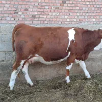 سیمینتال قرمز