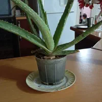 گل الورا وگل مصنوعی