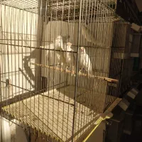 قناری سفید|پرنده|شیراز, رکنآباد|دیوار