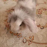 خرگوش لوپ یک ماهه بازیگوش|موش و خرگوش|اصفهان, سپاهان‌شهر|دیوار