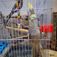 عروس هلندی|پرنده|مشهد, رضاییه|دیوار