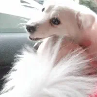 سرپرستی سگ آپارتمانی اشپیدز ، رایگان ، در امل