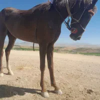 مادیان عرب ایرانی خالص|حیوانات مزرعه|چادگان, |دیوار