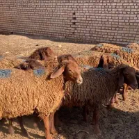 بره همو نر و ماده و بره ماده هترو