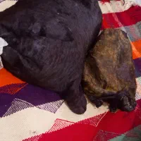 روغن ساورز