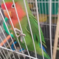 طوطی کوتوله