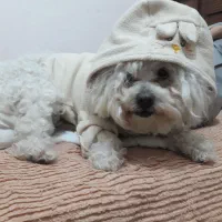 سگ سفیدم گمشده|سگ|مشهد, جنت|دیوار