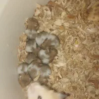 همستر دستی دوسداشتنی|موش و خرگوش|گلبهار, شهر جدید گلبهار|دیوار