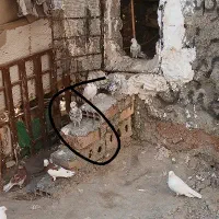 کبوتر گمشده ۲ آذر