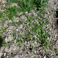 برگ سیرتازه