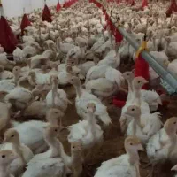 بوقلمون یک ماهه و یک روزه