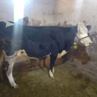گاو گوساله ماده|حیوانات مزرعه|دینور, |دیوار