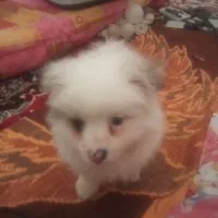 سگ مینیاتوری کاملا سلامت و فضول
