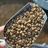 فروش مستقیم دان قهوه