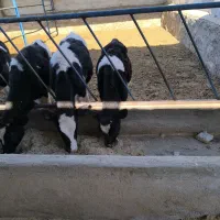 گاو و گوساله|حیوانات مزرعه|نیشابور, مازول|دیوار