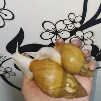 حلزون|خزنده|اهواز, زیتون کارمندی|دیوار