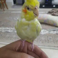 عروس هلندی دستی ووحشی