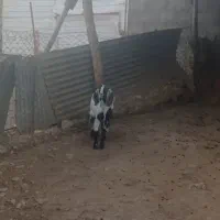 سلام‌ یک‌گوسفند راس‌ بزغاله‌