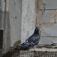 کبوتر کفتر سار تخته کرمونی