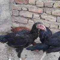 جوجه لاری|حیوانات مزرعه|مینودشت, |دیوار