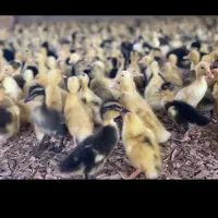 جوجه اردک پکنی یک هفته ای/بوقلمون جوجه (خانه طیور)