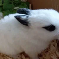 خرگوش نر|موش و خرگوش|نیشابور, دارایی|دیوار