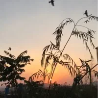 اجاره ویلا خونه باغ ۱۵۰۰ متری|اجارهٔ کوتاه‌مدت ویلا و باغ|شیراز, کودیان|دیوار