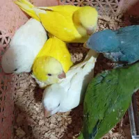تعویض جوجه راهب یا نر بالغ با راهب ماده بالغ