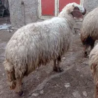 گوسفند داشتی|حیوانات مزرعه|چرداول, |دیوار