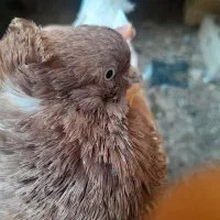 کبوتر سینه ای|پرنده|کوه چنار, |دیوار