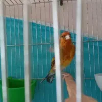 سهره قناری  مست دهن سهره