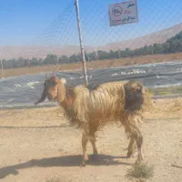 بز لاغر|حیوانات مزرعه|شیراز, رکن‌آباد|دیوار