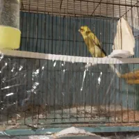 چهار قناری نر مست ماده گیر