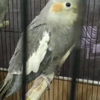 جوجه عروس هلندی