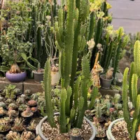 کاکتوس و افوربیا|گل و گیاه طبیعی|کاروان, |دیوار