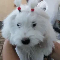 سگ‌پاپی‌فروشی|سگ|ساوه, |دیوار